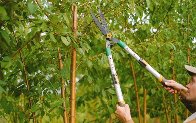 Tree trimming in Bucks, AL
