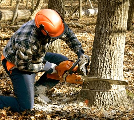 Tree Removal in Bucks, AL